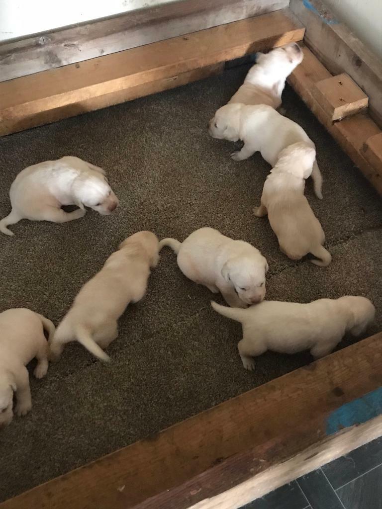 labrador puppies for sale on gumtree